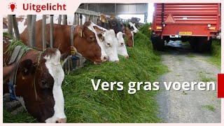 Uitgelicht | Vers gras maaien en voeren: waar moet je rekening mee houden?