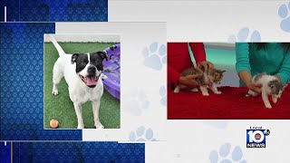 Humane Society of Broward County looking to find permanent homes for furry friends