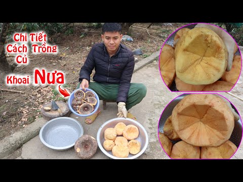 Video Cách Trồng Củ Khoai Nưa/ Củ Khoai Nưa Mọc Mầm Khi Nào - youtube