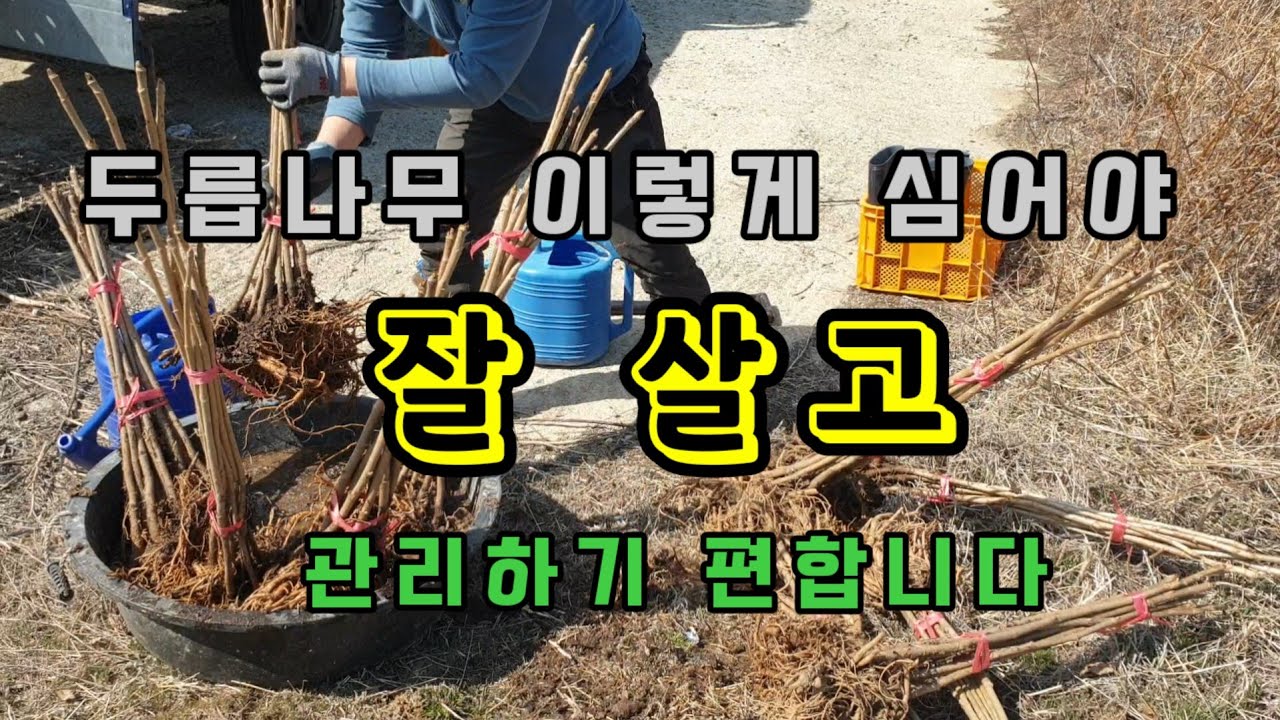 두릅나무 이렇게 심어야 잘 살고 관리하기 편합니다