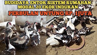 modal 20 ekor indukan perbulan hasilkan keuntungan 1 juta rupiah bersih