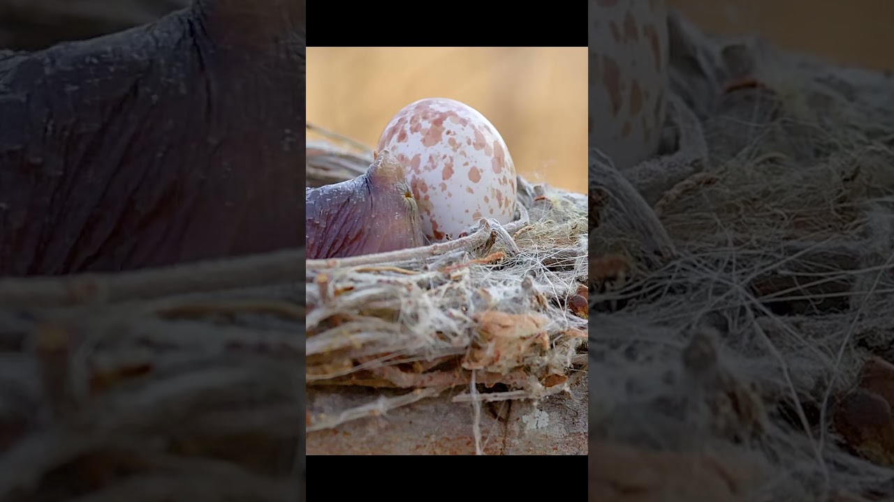 She’ll never know what kind of monster she’s actually raising. #wildlife #animals #shortvideo