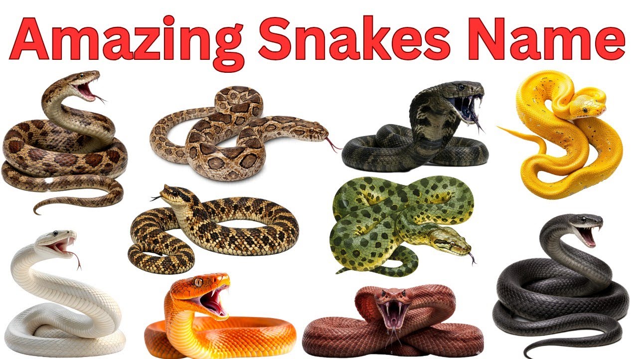20 सांपों के नाम | Amazing Snakes | Different Snakes with Pictures ...