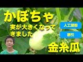 かぼちゃの育て方 日々のお手入れ編【誘引、人工授粉】金糸瓜、そうめんかぼちゃ