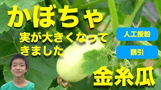かぼちゃの育て方 日々のお手入れ編【誘引、人工授粉】金糸瓜、そうめんかぼちゃ