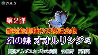 【1967年採集】オオルリシジミ（メス、青森県岩木山嶺） mqdefault.jpg