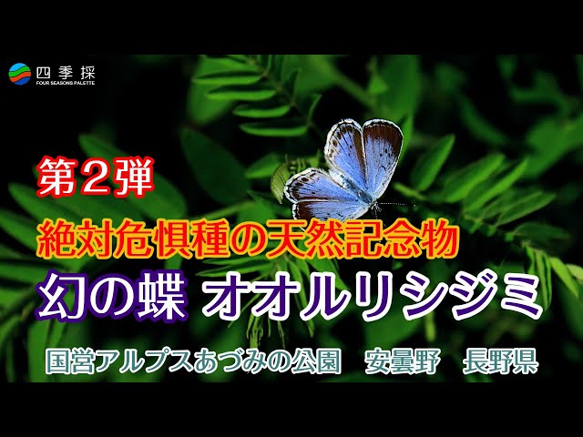 1967年採集】オオルリシジミ（メス、青森県岩木山嶺） 1967年採集