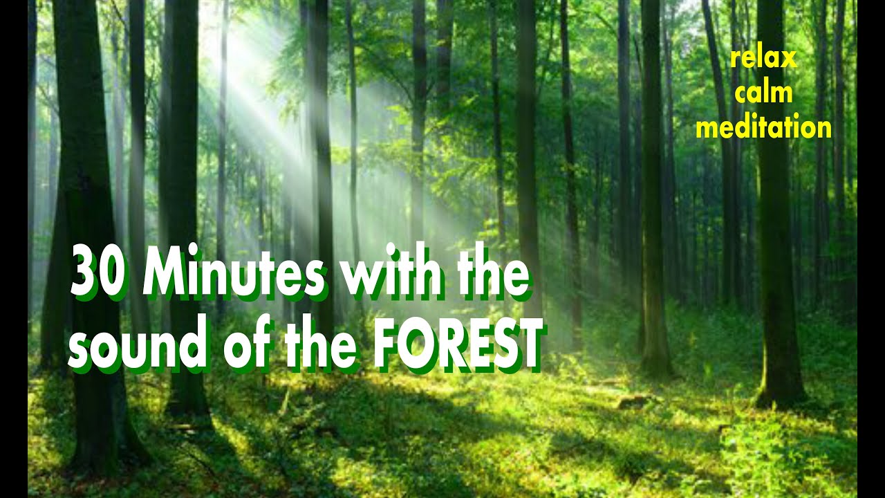 30 minuti suoni della foresta e del bosco - relax - calm - meditation