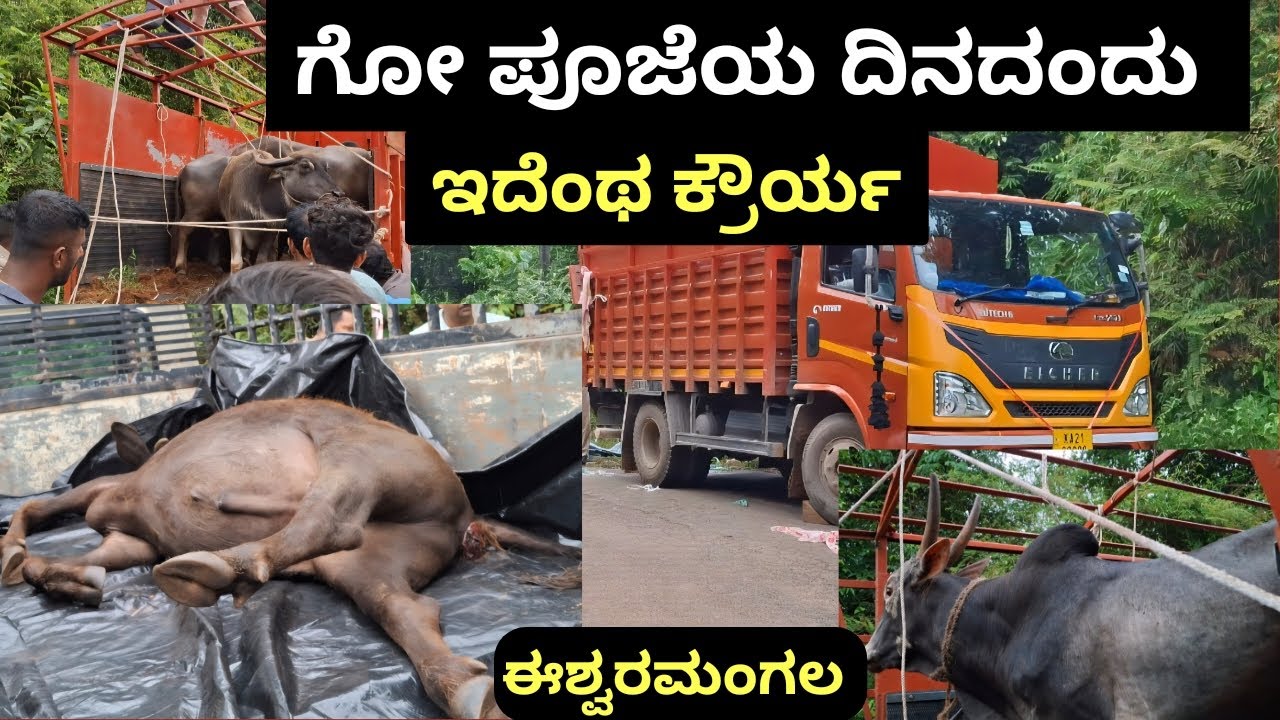 ಇದೆಂಥ ಕ್ರೌರ್ಯ, ಗೋ ಪೂಜೆಯ ದಿನದಂದೆ ನಡೆದ ಗುಂಡಿನ ದಾಳಿ.? ಒಂದು ಗೋವಿನ ಜೀವವೇ ಹೋಯಿತು. ಗೋ ಕಳ್ಳತನ. ಈಶ್ವರಮಂಗಲ