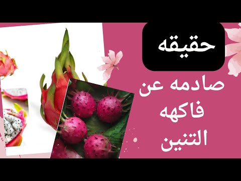 فوائد فاكهة التنين وأضرارها التي لا يعرفها الكثير