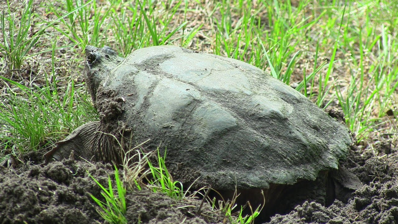 Snapping Turtle Nesting Process - YouTube