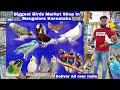 Birds -Budgies - Chicken - Love birds - African Grey - Pigeons - Quails  Petzone Mangalore Karnataka