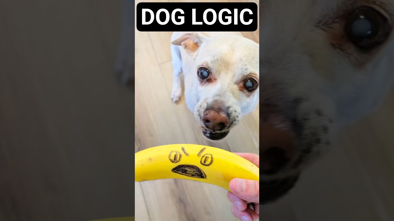 Мой пёс сказал, что его овощи — ЗЛО 😳🍅🥦 