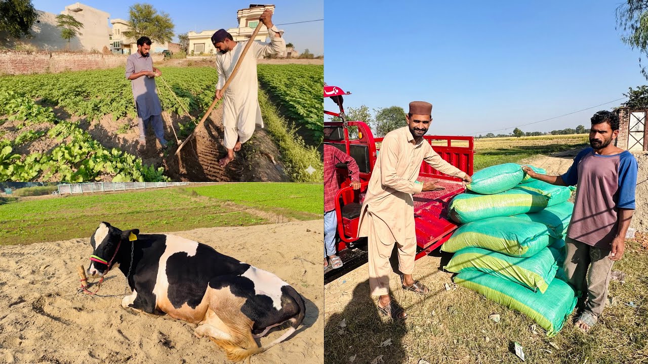 Купил 25000 салидж для обновления ладду и картофеля.