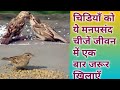 birds sparrow/ चिडिय़ा को जीवन में एक बार तो जरूर उसकी मनपसंद की चीजें खिलाएं/ Chidiya ko kya khilaye