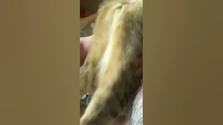 Watch the video about Jumping cat funny