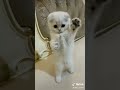 Смішні котики Смішні котики