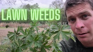 Quickly Identify 20 Weeds in the Lawn