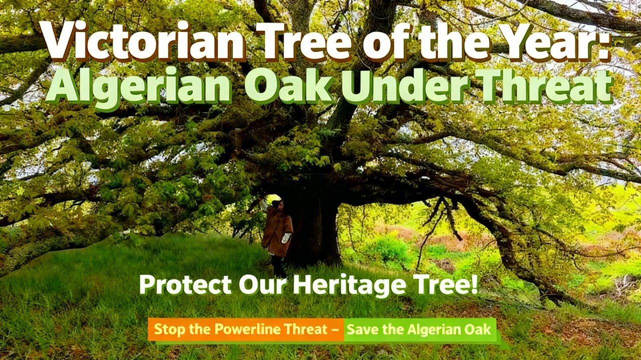 Save the Algerian Oak 🌳 Victoria 2025 Tree of the Year Faces Threat ...