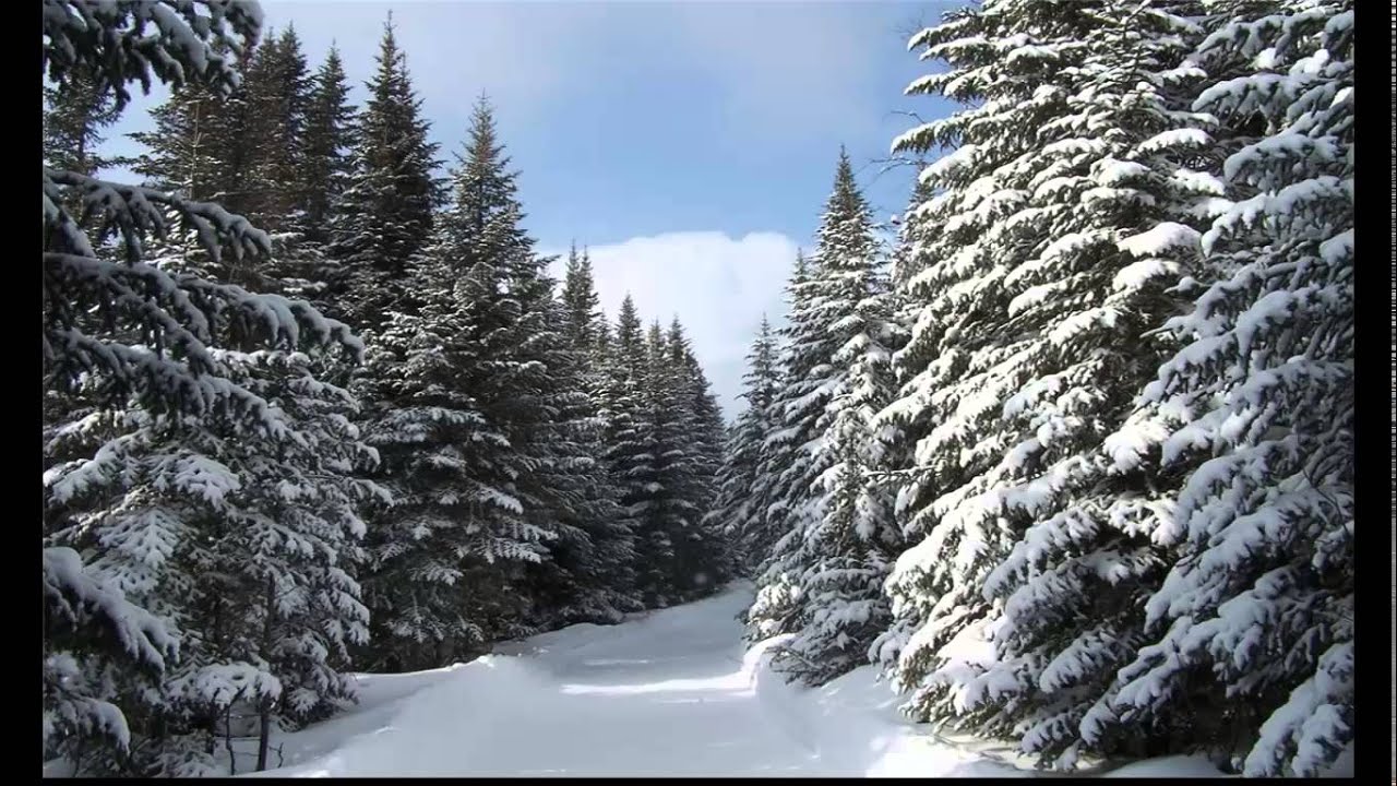 Хвойная тишина. Чародейкою зимою околдован лес. В зимнюю стужу в ельнике стоит тишина. Пахнет Хвойной тишиной. Winter Sonata UHD photos.