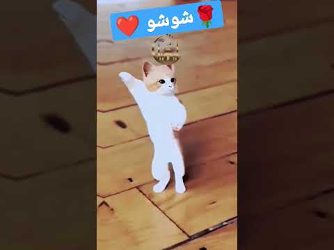 شوشو الاكتر طلبا شوشو   