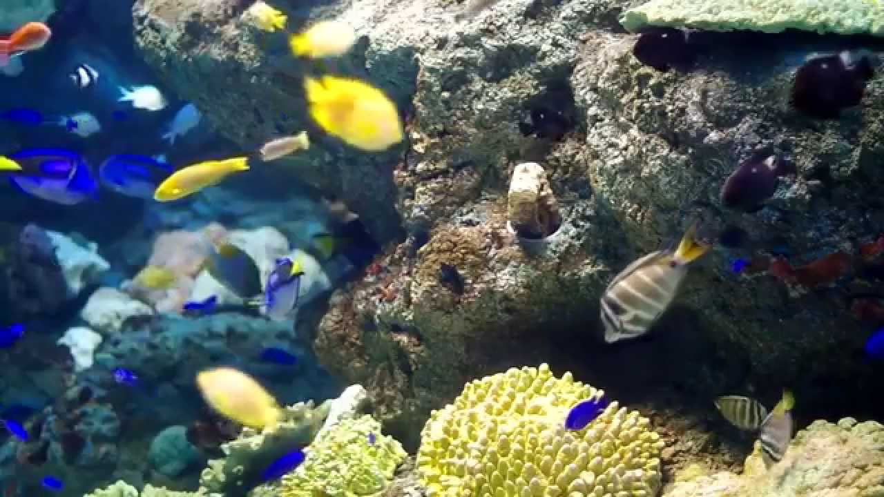 きれいな魚がたくさんいる熱帯の水槽 マリンピア日本海 Tropical Fish In Niigata City Aquarium Youtube