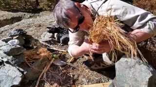 Bow drill friction fire using white pine - great wood for bow drills!