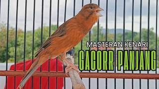 Pancingan Kenari GACOR panjang untuk Masteran Kenari PAUD & agar Kenari diam agar bunyi & gacor!!