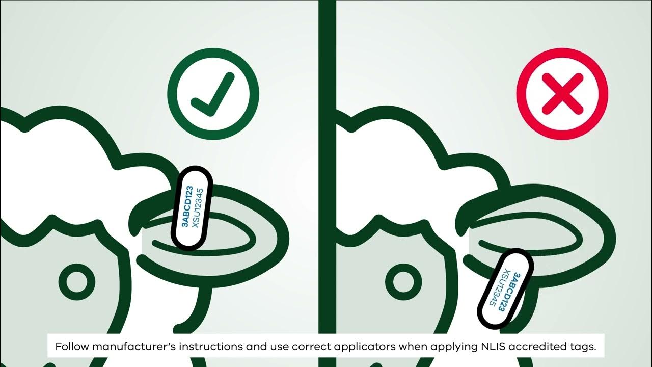 Correct sheep tagging YouTube