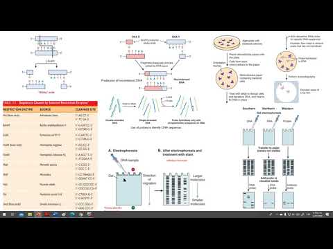 Vídeo: El Northern blotting utilitza enzims de restricció?