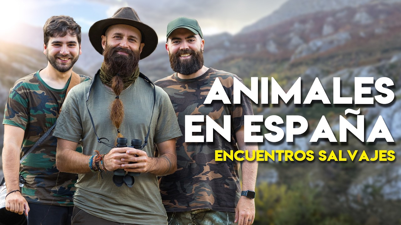 Buscando al LOBO en ESPAÑA encontramos un animal muy especial 🐾