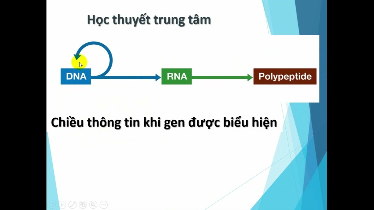 Điều hòa biểu hiện gen