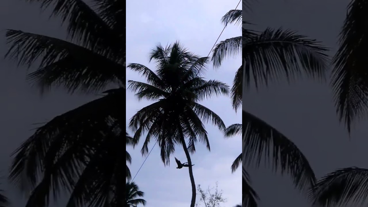 Peacock flying high 🦚Flying Peacock || peacock takes flight 