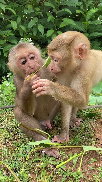 So Sweet Baby shorts la3 animals bae3 icy YouTube cephalic-presentation-of-baby-meaning-in-hindi-cephalic-presentation