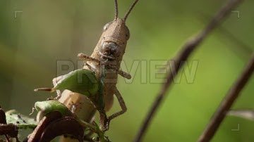 Grasshopper Eats A Leaf | Stock Video - Motion Array