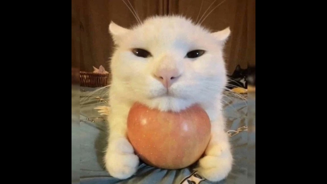 Bad Apple covered by a cat