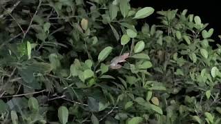 Syntopy of Furcifer pardalis and oustaleti in Ambilobe, NE Madagascar