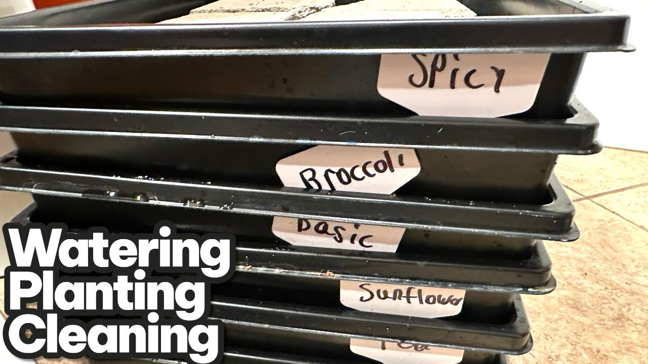 Большой день: полив, посадка растений и уборка.