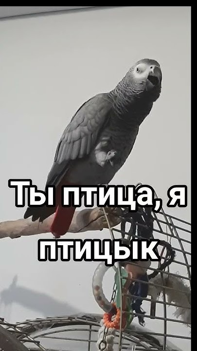 Говорящий попугай - YouTube