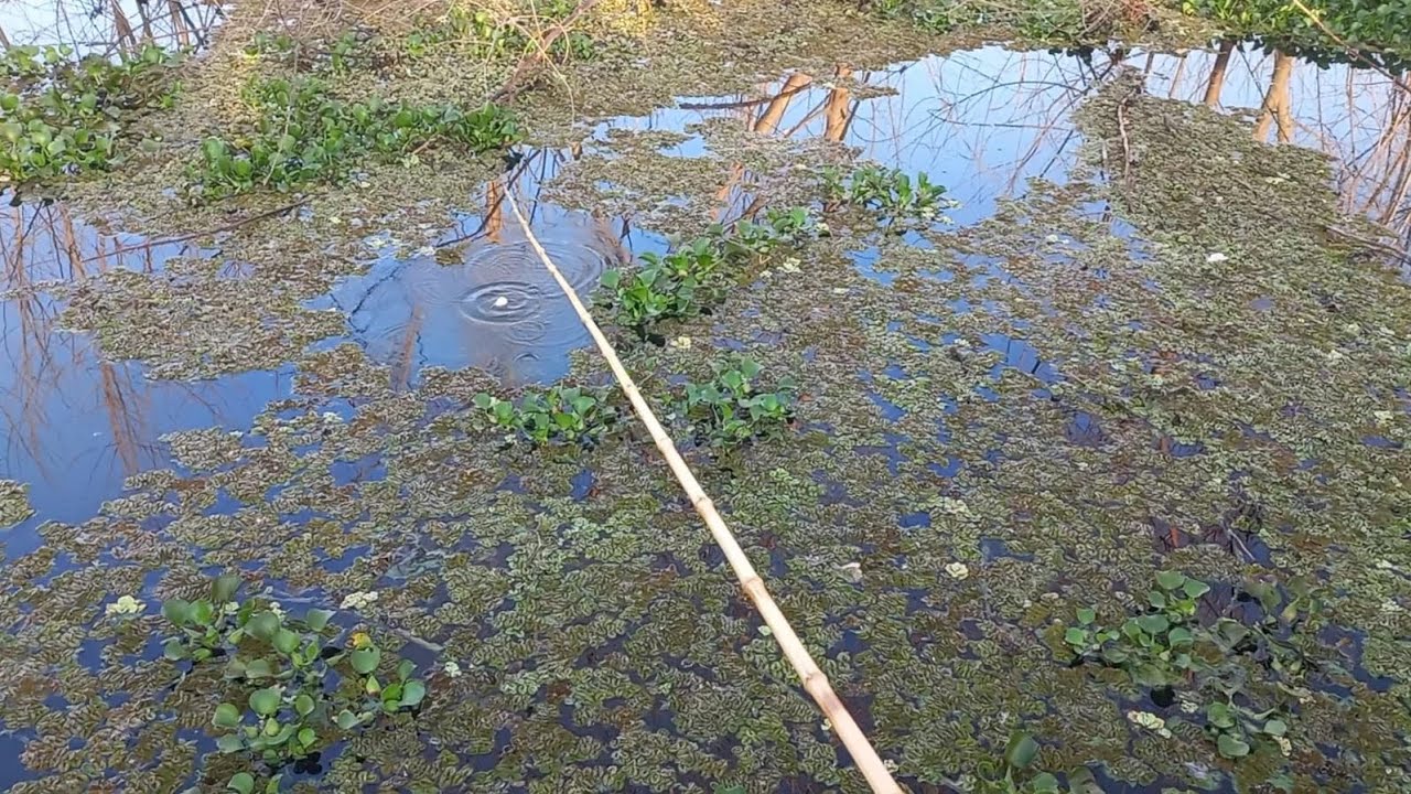 Pescaria de corvinas.Essa é uma das maiores que já peguei no Rio marinheiro usando isca viva 