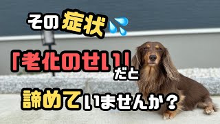 【犬７頭と暮らすおっさん】老犬の為のサプリメントご紹介!!【わんこと暮らしている方は必見です】