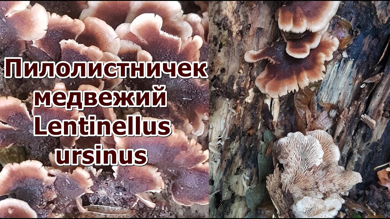 Пилолистничек медвежий Lentinellus ursinus Описание Видео определитель Свойства