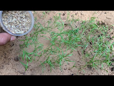 فيديو: زراعة الشمر من البذور (بما في ذلك بذور الخضروات) في المنزل وفي الحديقة + صور وفيديو