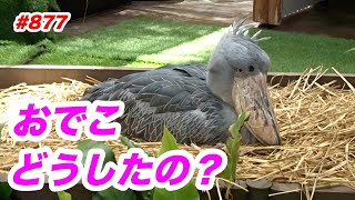 おでこ、どうしたの？💖ハシビロコウふたば☆what's on your head?☆No