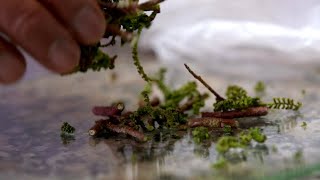 Ancient South American Healing Herbs - Secrets of Natural Medicine Revealed