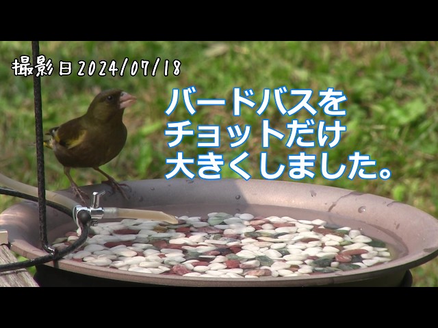 I expanded the bird bath a little to make it wider and deeper. How