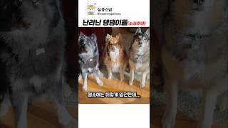 난리난 댕댕이들