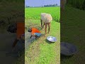 When the cow comes and turns the bull upside down