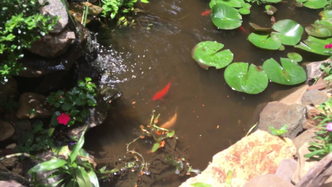 camera iphone 8 plus apk Massive Goldfish in Pond