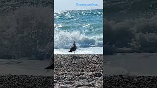 Рыбные места. Летим! 🌊🪽
